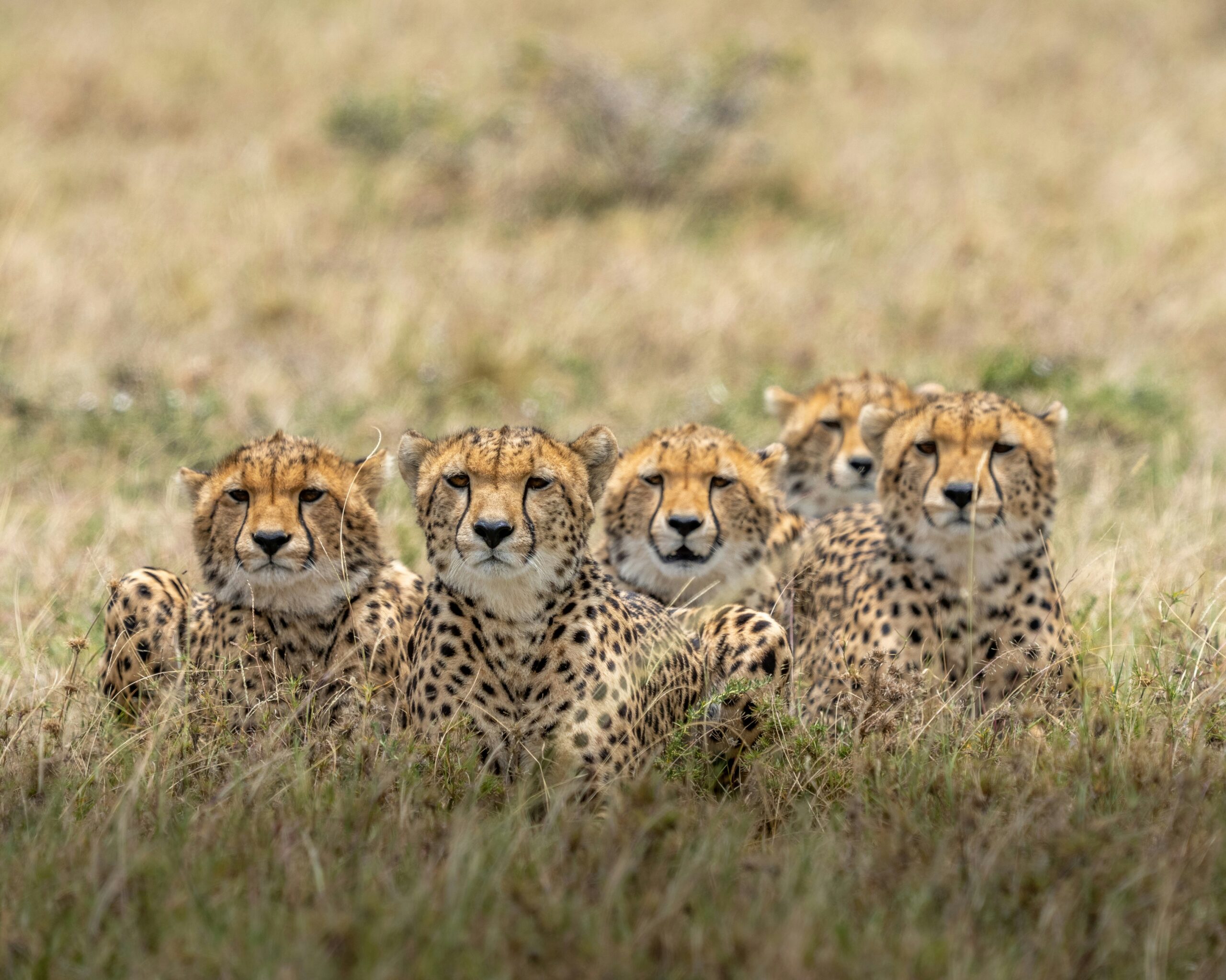 Jeremy Berman Findlay Ohio-Wildlife Photography